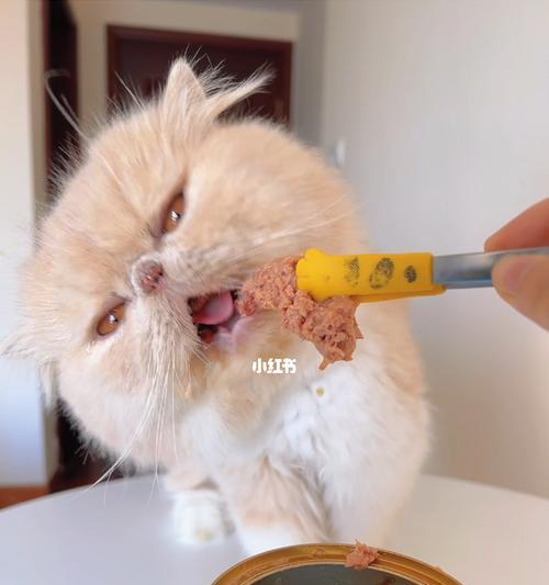 如何为三个月的猫咪提供营养均衡的肉类饮食（从选择到烹饪）
