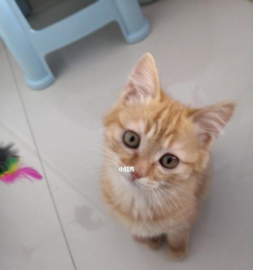 如何合理控制三个月小猫的食量（建立科学的喂养计划）