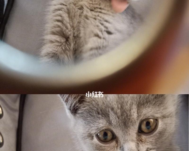 如何合理控制三个月小猫的食量（建立科学的喂养计划）