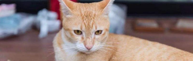 如何合理控制三个月小猫的食量（建立科学的喂养计划）