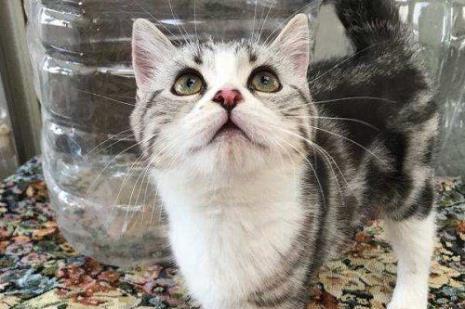 小猫三个月体重正常值分析（宠物的健康需要我们关注）