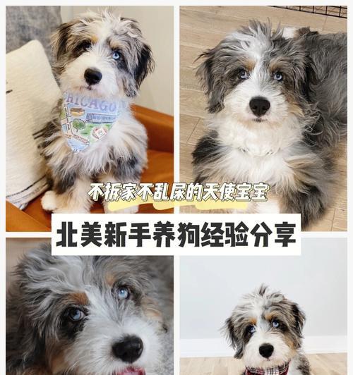 三个月小狗的饮食管理（以吐为主要表现的饮食问题解析）