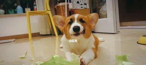 小狗三个月为何喜欢咬东西？