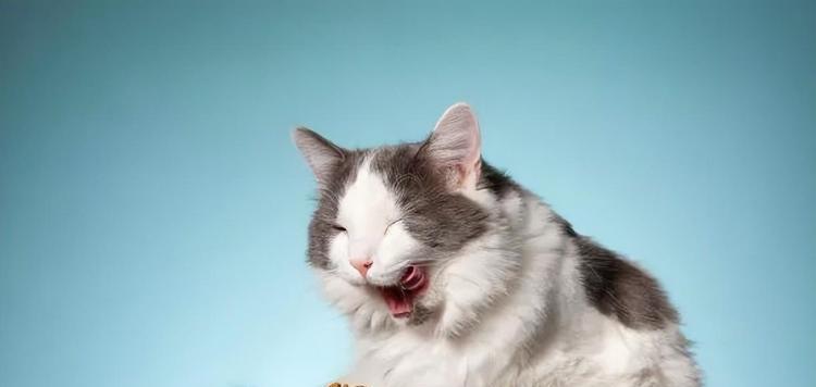小猫两个月不吃猫粮，该如何补充营养？
