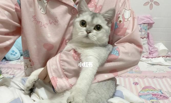 小猫两个月不吃猫粮，该如何补充营养？