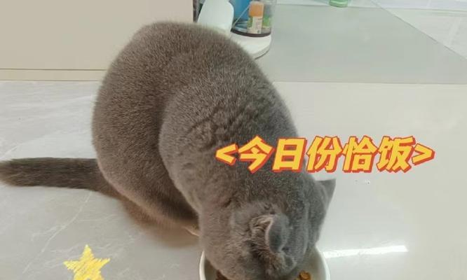 小猫两个月不吃猫粮，该如何补充营养？