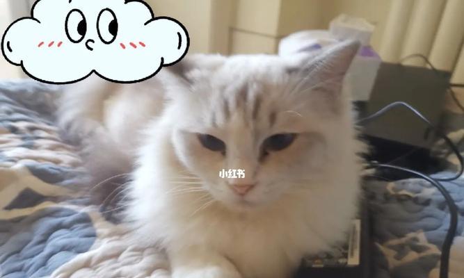 以盛世容颜‖快乐小猫咪——我家宠物的日常生活（盛世容颜的小猫咪）