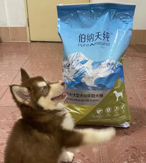 十斤狗粮能让阿拉斯加犬存活多久（探究狗粮与犬只生命力之间的关系）