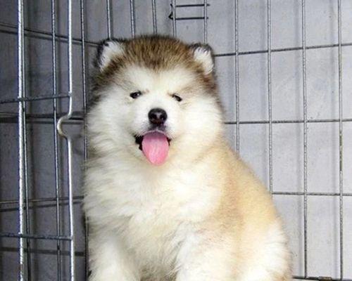 十字脸阿拉斯加犬——勇敢与忠诚的代表（从野狗到宠物）