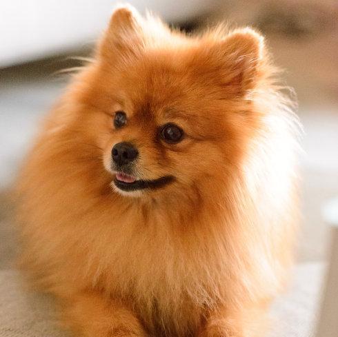 博美的伴侣——哪种大型犬最适合（以性格和体型为基准）