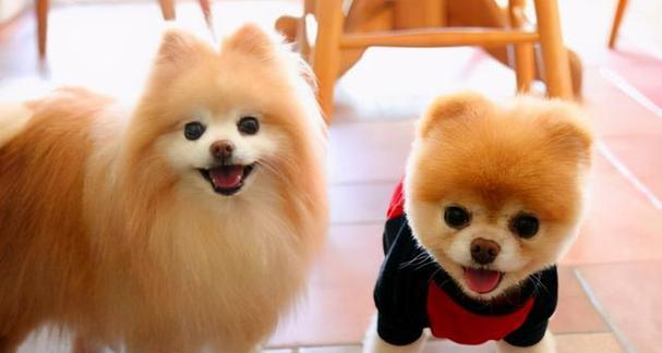 博美的伴侣——哪种大型犬最适合（以性格和体型为基准）