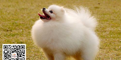 博美的伴侣——哪种大型犬最适合（以性格和体型为基准）
