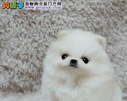 博美狗适合与哪些狗共同生活（探究博美狗的性格和需求）