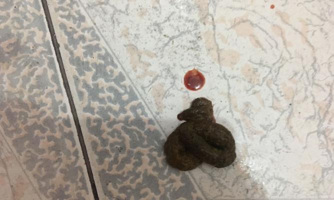 小犬细小是怎么引起的，如何预防和治疗（小犬细小是怎么引起的）