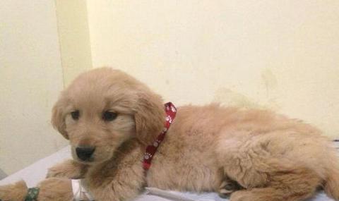 小犬细小是怎么引起的，如何预防和治疗（小犬细小是怎么引起的）