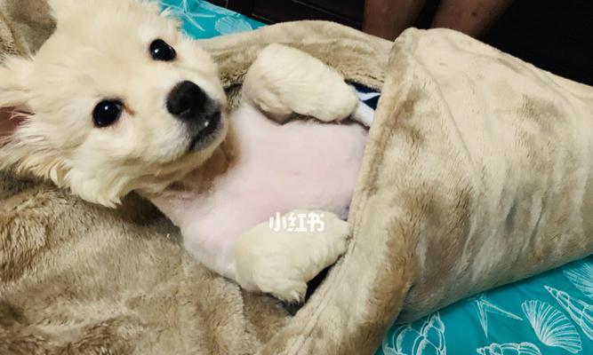 小犬细小是怎么引起的，如何预防和治疗（小犬细小是怎么引起的）