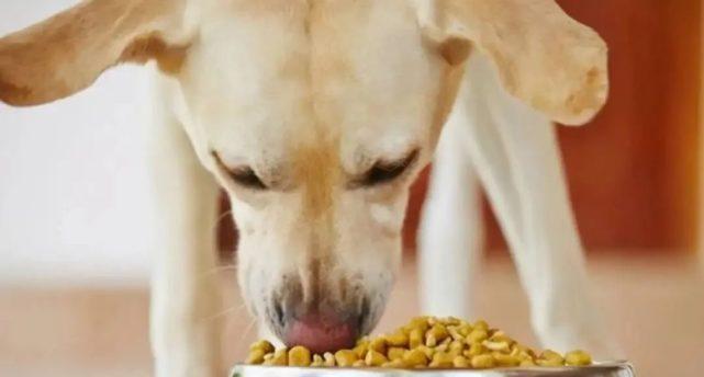 给宠物狗狗添加蔬菜的正确方法（探究狗狗可食用的蔬菜种类及注意事项）