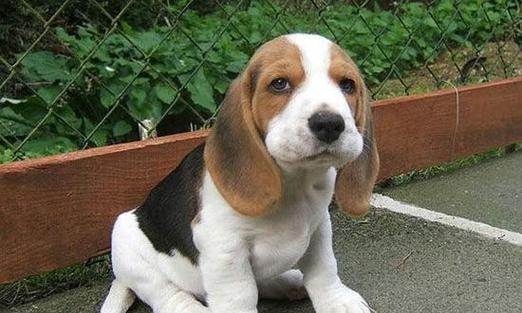 狗的品种——泰迪熊犬（深入了解这个温顺的小型宠物犬）