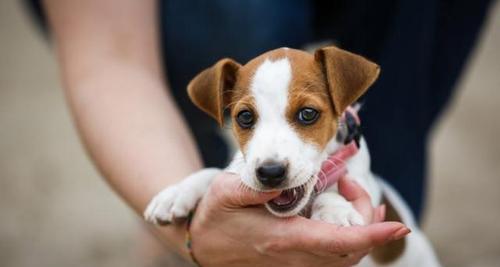 犬种养成长大咬狗行为，如何预防（宠物狗长大咬狗该如何处理）