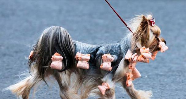 狂犬病是宠物犬主人必须警惕的危险（探究哪些狗品种更容易患上狂犬病）