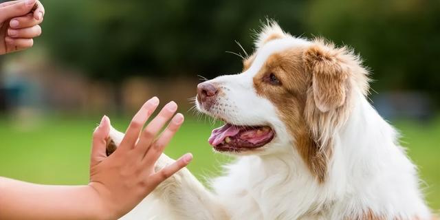 狂犬病是宠物犬主人必须警惕的危险（探究哪些狗品种更容易患上狂犬病）