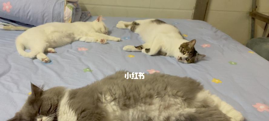 必备猫咪品种（选择适合的猫咪）