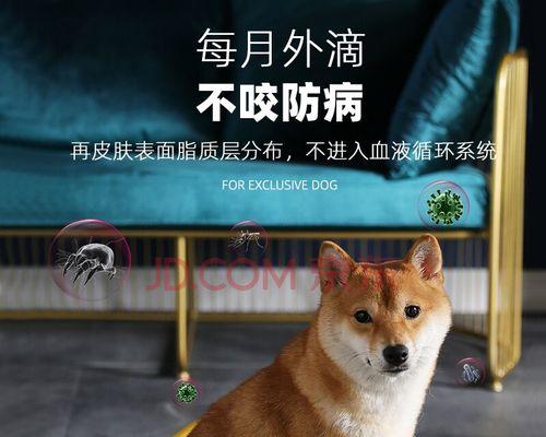 狗狗过敏该如何缓解（探究最有效的缓解方法）
