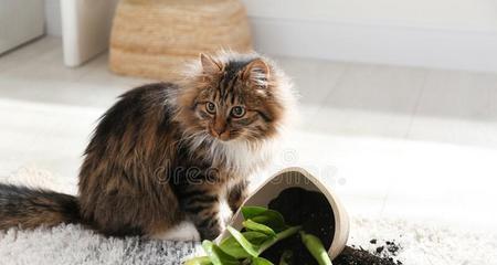 以宠物安全为主要考虑因素，为您推荐适合猫咪的植物（以宠物安全为主要考虑因素）