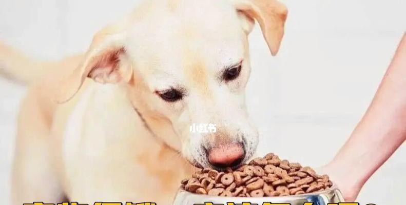 小心（了解哪些食物容易引起狗狗过敏）