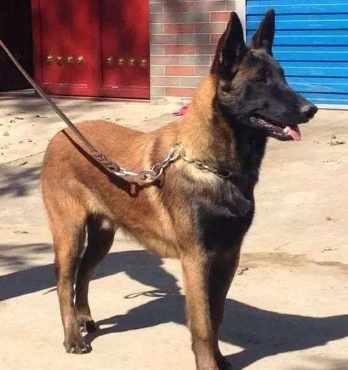 全球最凶犬排名，你知道吗（了解马犬排名）