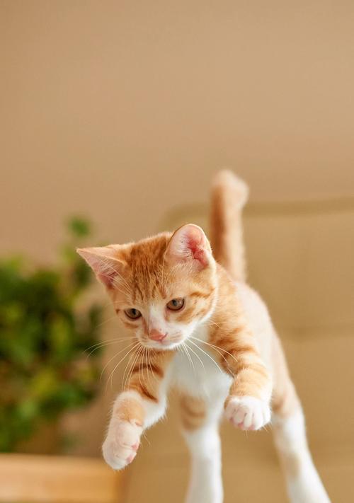 适合与猫咪共处的狗狗品种（为你的宠物家庭寻找完美的狗伴侣）