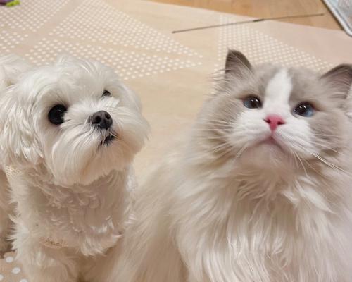 适合与猫咪共处的狗狗品种（为你的宠物家庭寻找完美的狗伴侣）