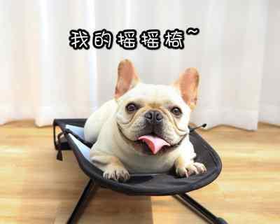 泰迪狗狗的天然粮选择指南（健康与美味的两全其美）