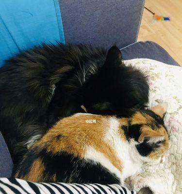 如何正确处理接触猫咪粪便（宠物主人必知的健康小常识）