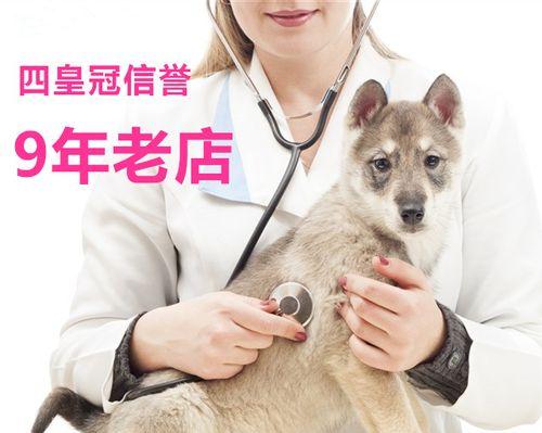 与爱宠共度时光（以兽医主人与可爱的狗狗漫画为主题）