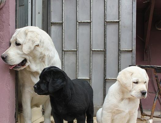 双血统拉布拉多的尴尬期（宠物犬的发育成长困境与解决方案）