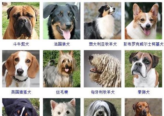 救助流浪小狗，让它们重获新生（用爱心照亮小狗前路）