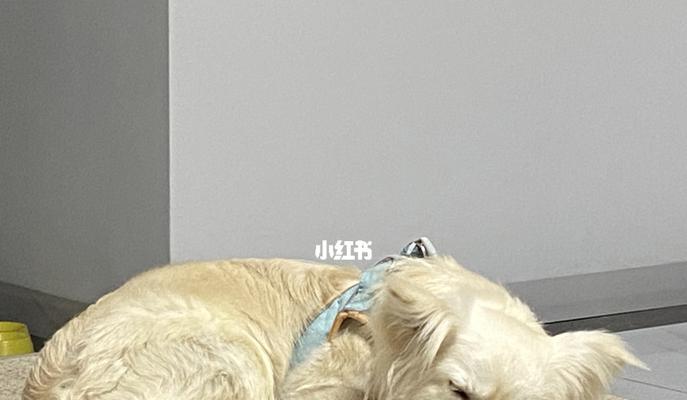 当睡梦中听到自己叫小狗的感受（探究宠物对人类的影响）