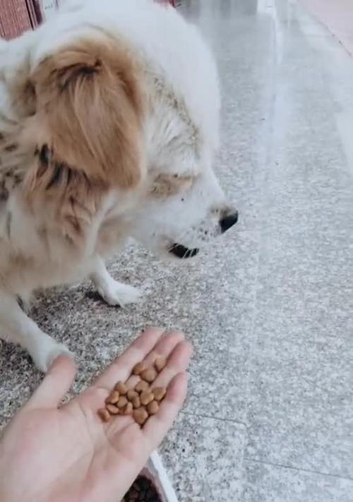 四个多月的狗不吃狗粮怎么办（宠物爱挑食）