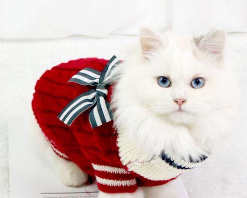 如何应对四个月小猫掉毛问题（宠物爱好者必看）