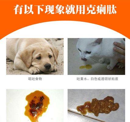 如何处理四个月宠物狗的拉肚子问题（四个月宠物狗拉肚子的原因和解决方法）