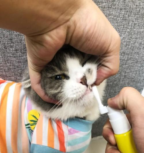 四个月猫咪口臭原因及预防方法（宠物口臭问题的常见症状与解决方法）