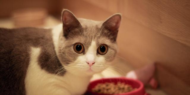 四个月猫咪口臭原因及预防方法（宠物口臭问题的常见症状与解决方法）