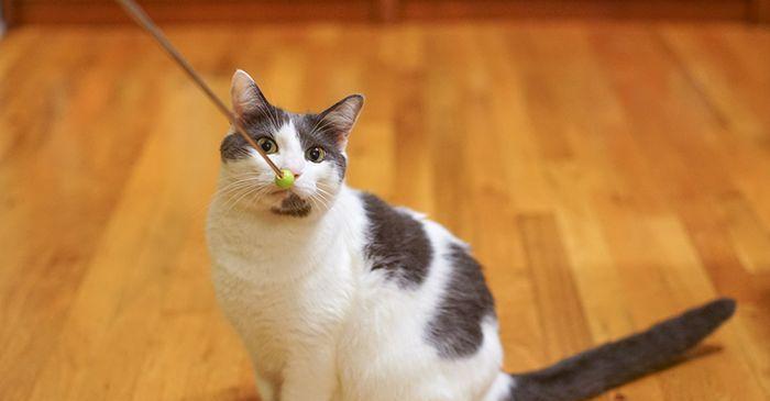 宠物小猫的厌食症状与应对方法（一只月龄小猫为例）