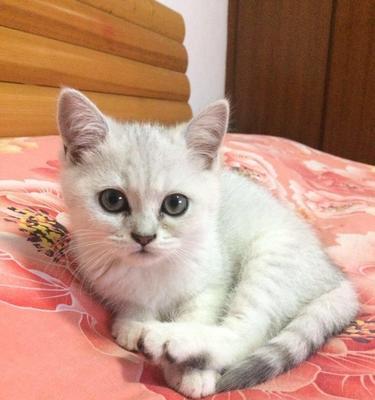 折耳猫一月龄的适养性（探究折耳猫一月龄的饲养和护理）