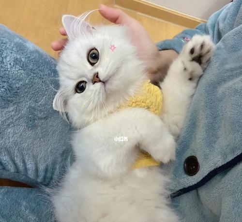 探寻小猫咪的日常生活（探索它们的习性）