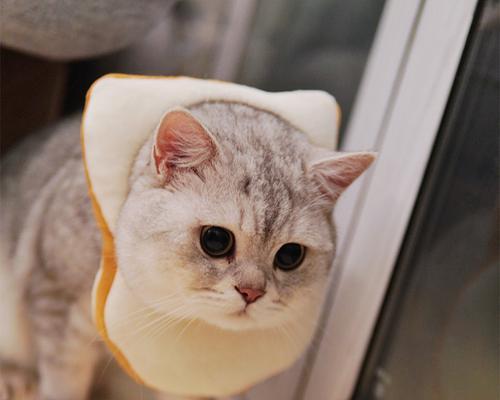 猫咪可以吃面包吗（探究猫咪饮食习惯）