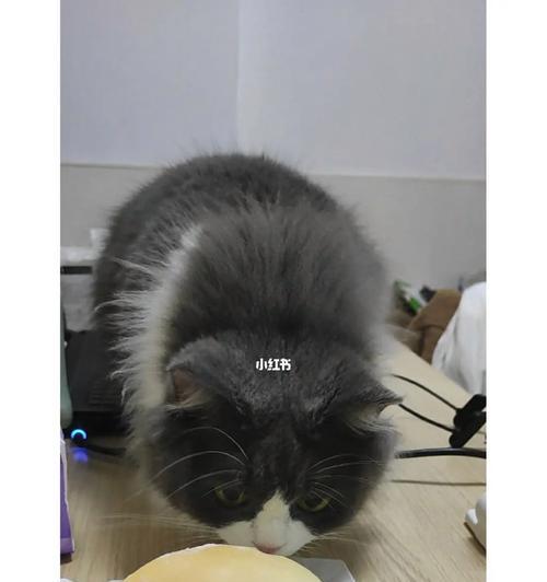 猫咪可以吃面包吗（探究猫咪饮食习惯）