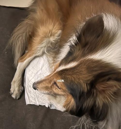 宠物狗为何一摸就漏尿（探究狗狗出现尿意的原因及如何避免）