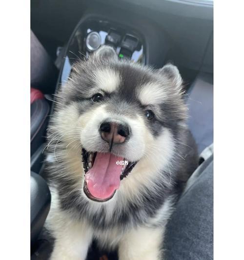 阿拉斯加犬一岁需要吃哪种狗粮（以宠物为主）